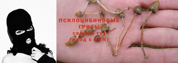 прущие грибы Каменногорск