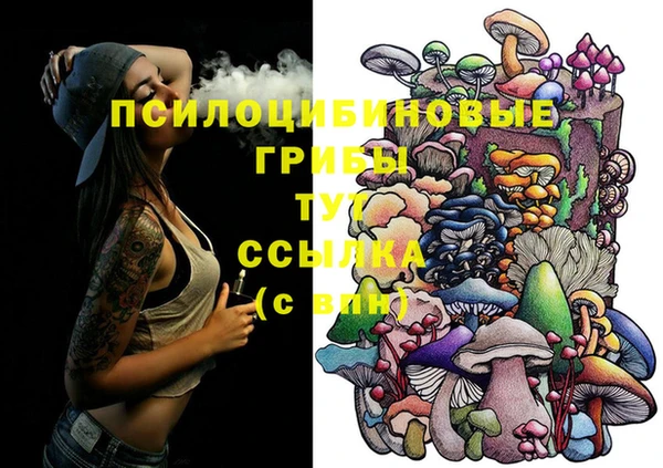 прущие грибы Каменногорск